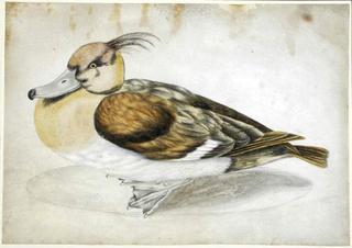 A Merganser Duck