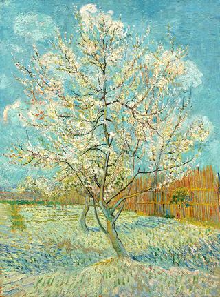 Peach Trees in Blossom