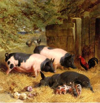 Berkshire Saddlebacks and Chickens in a Straw-bedded Yard