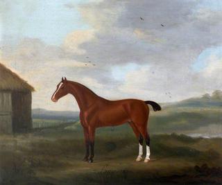 Sampson, a Bay Horse with Two White Socks