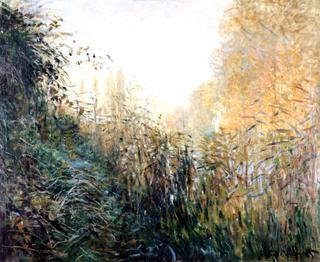 Study of Rushes