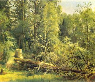 The cut down tree