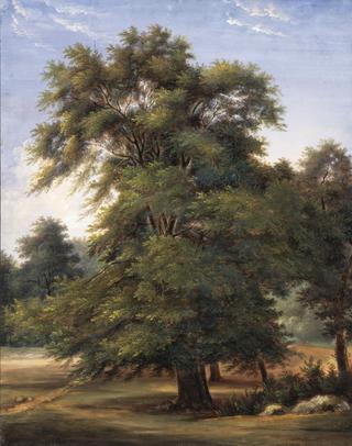 Study of a Tree