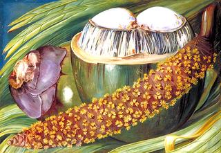 Male Inflorescence and Ripe Nuts of the Coco de Mer, Seychelles
