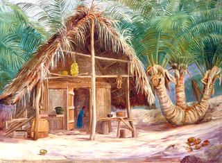 三脚架椰子，马埃岛，塞舌尔