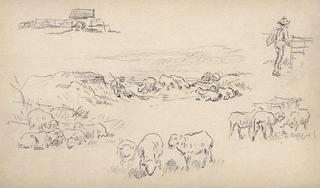 Study of sheeps and shepherds