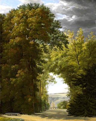 An Alley of Trees in a Park