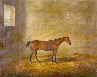 Bay Stallion in a Stable