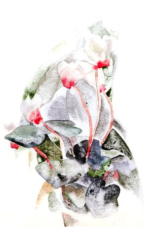 Cyclamen