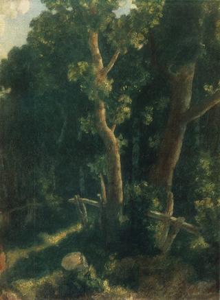 In the Forest