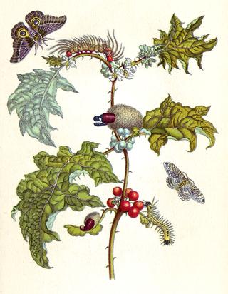 from Metamorphosis insectorum Surinamensium