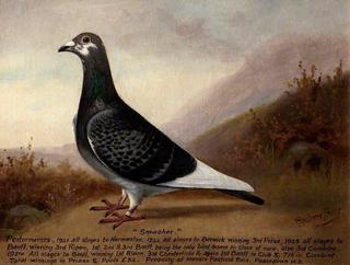 'Smasher' the Pigeon