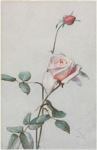 Pink Rose Bud