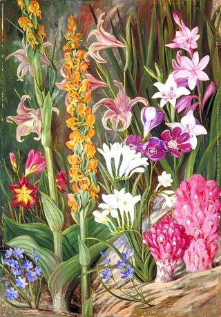 Flowers of the Sandy Flats near Cape Town
