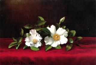 Two Cherokee Roses on Red Velvet