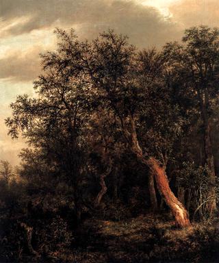 Glade in a Wood