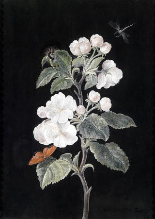 Appleblossom with a butterfly and a dragonfly
