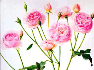 Roses