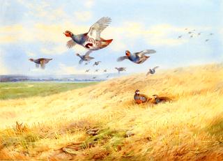 Grey Partridges in Flight