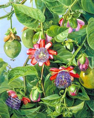 Flowers and Fruit of the Maricojas Passion Flower, Brazil