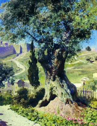 Olive Tree in the Garden at Gethsemane