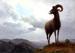 Long Horned Sheep