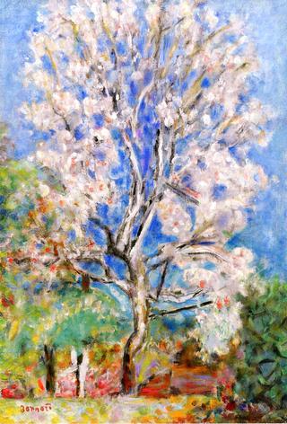 Almond Tree