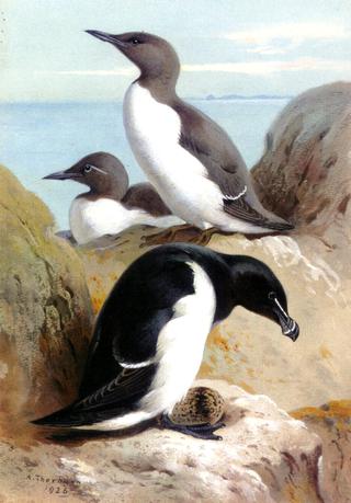 A Razorbill and Two Guillemots