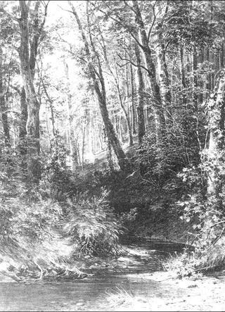 Brook in a Forest