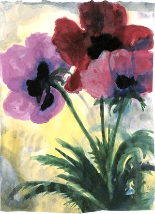 Violet Poppy