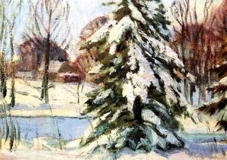 Evergreen in Winter