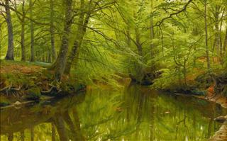 River Running through a Forest