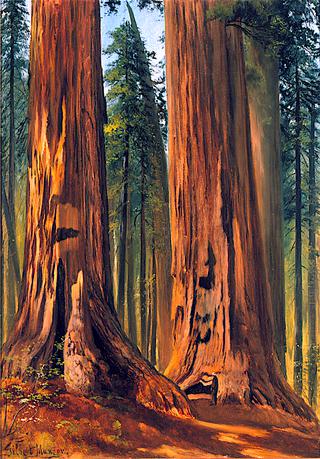 Redwoods