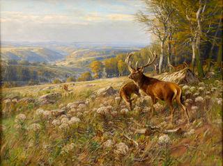 Deer Herd