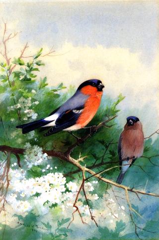 A Pair of Bullfinches