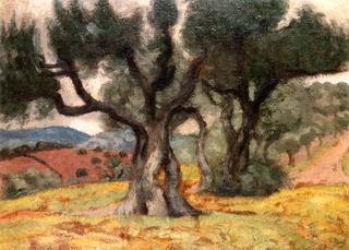 Olive Trees