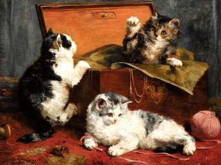 kittens at play
