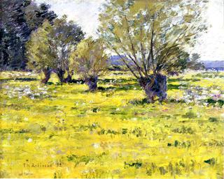 Willows and Wildflowers