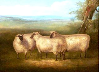 Three South Down Sheep