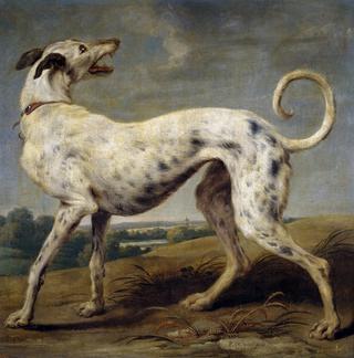A White Dog