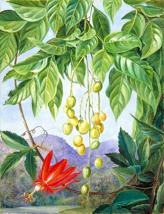 Foliage and Fruit of the Wampee and American Passion Flower