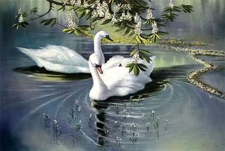 Swans