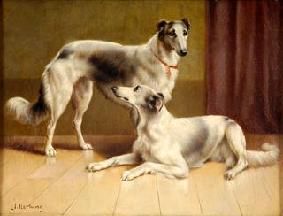 Persian Greyhounds