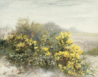 Gorse in Flower on the Isle of Wight