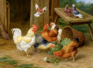 The Pecking Order