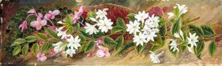 Flowers of a Jasmine and Pink Begonia, Borneo