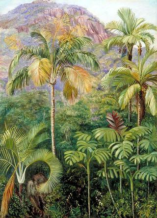 Palms in Mahé, Seychelles
