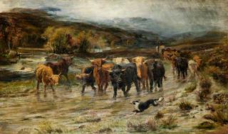 Highland Cattle on a Moorland