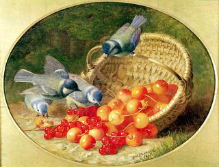Bluetits pecking at cherries
