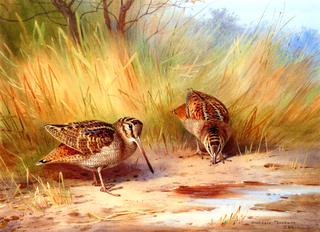 A Pair of Woodcock